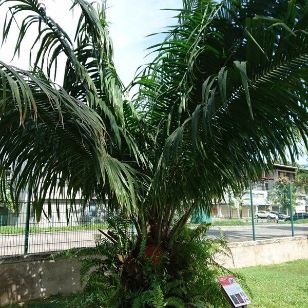 Elaeis oleifera Leaf