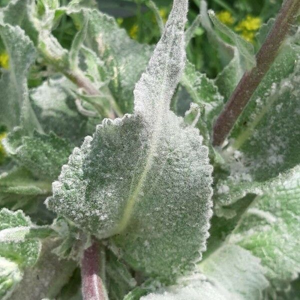 Verbascum boerhavii Blad