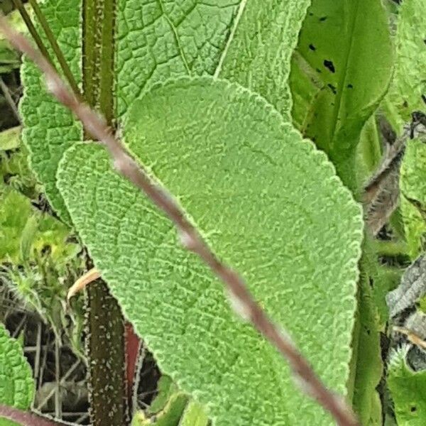 Verbascum nigrum ഇല