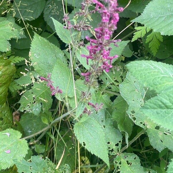 Stachys sylvatica Blatt