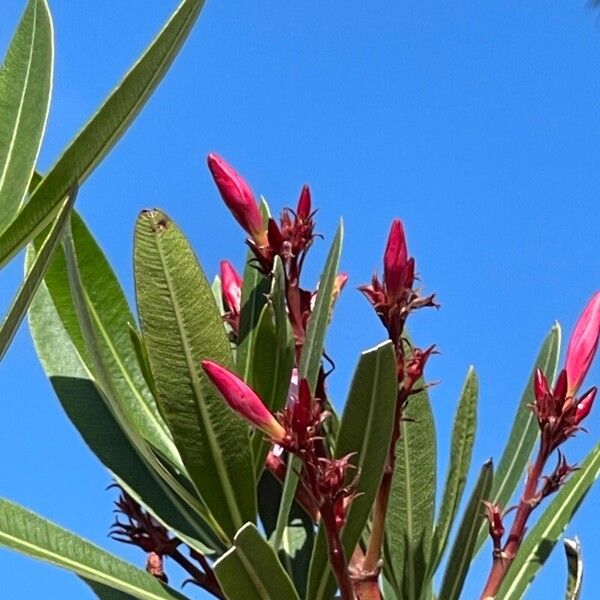 Nerium oleander Gyümölcs