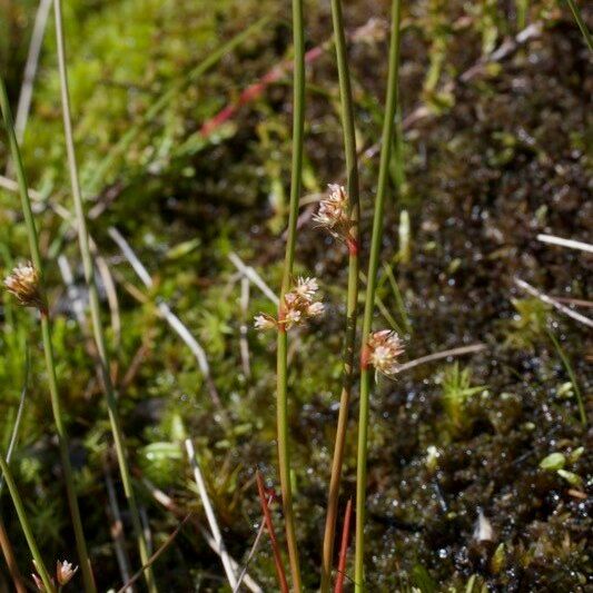 Juncus filiformis Habit