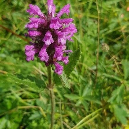 Stachys officinalis Floare