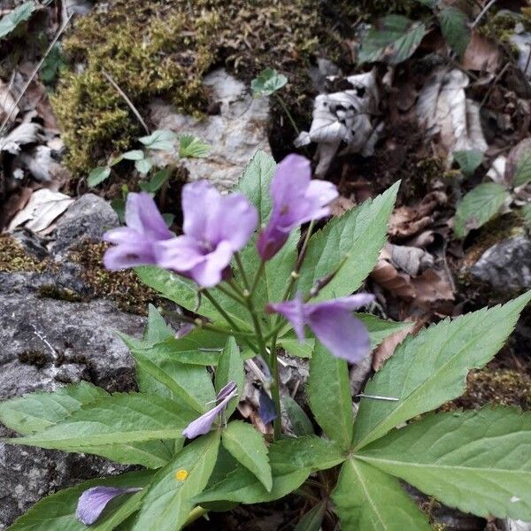 Cardamine pentaphyllos Fruitua