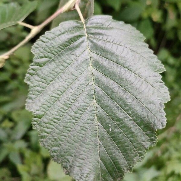 Alnus incana Feuille