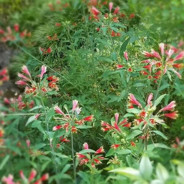 Alstroemeria psittacina Flor