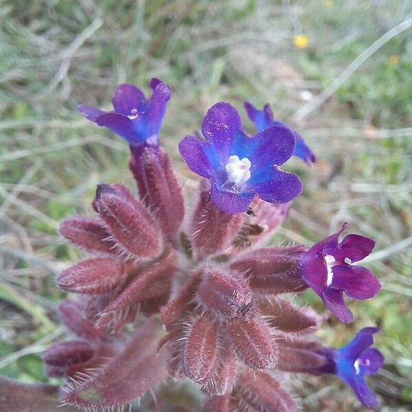 Anchusa undulata Çiçek