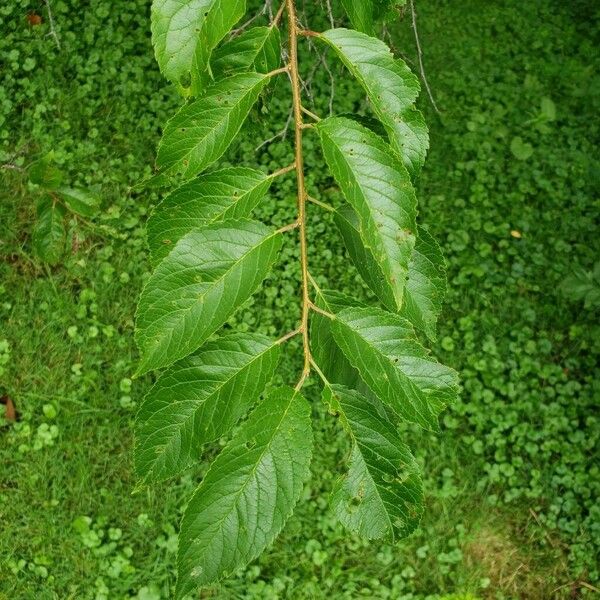 Prunus nigra Leaf