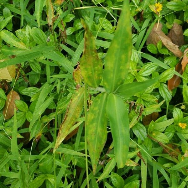 Commelina benghalensis Φύλλο