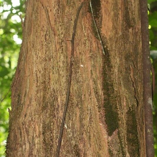 Mouriri crassifolia Bark