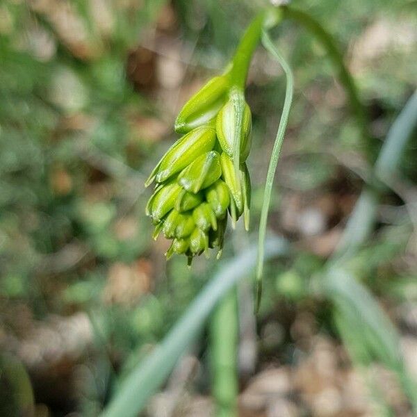 Anthericum liliago Flower