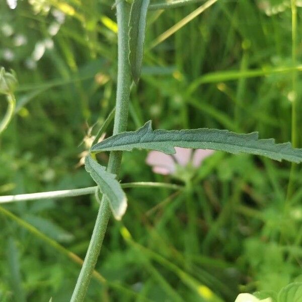 Althaea cannabina Leaf