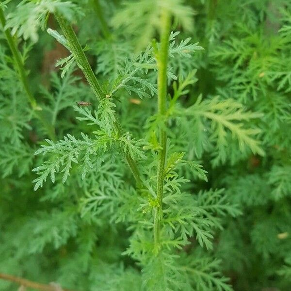 Achillea ligustica 葉