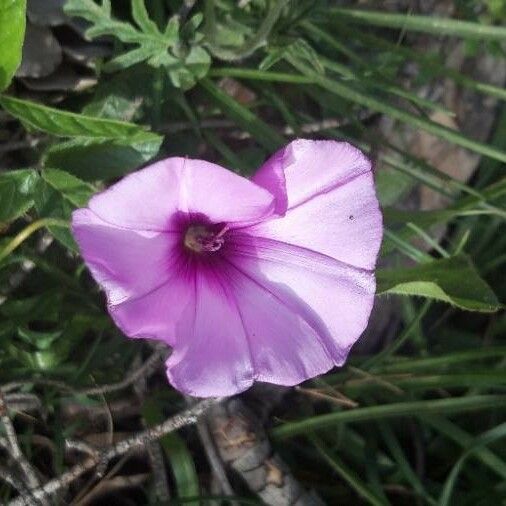 Convolvulus althaeoides Flower