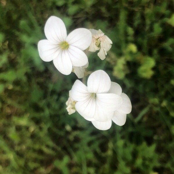 Saxifraga granulata 花