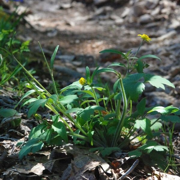 Ranunculus fascicularis عادت