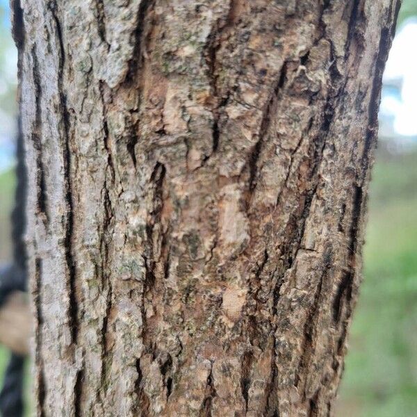 Fraxinus pennsylvanica 樹皮