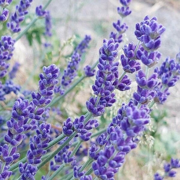 Lavandula angustifolia फूल