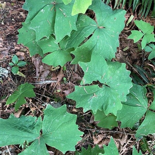 Achlys triphylla Blatt