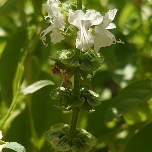 Ocimum basilicum Цвят