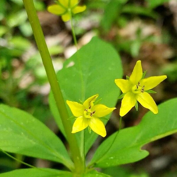 Lysimachia quadrifolia Fleur