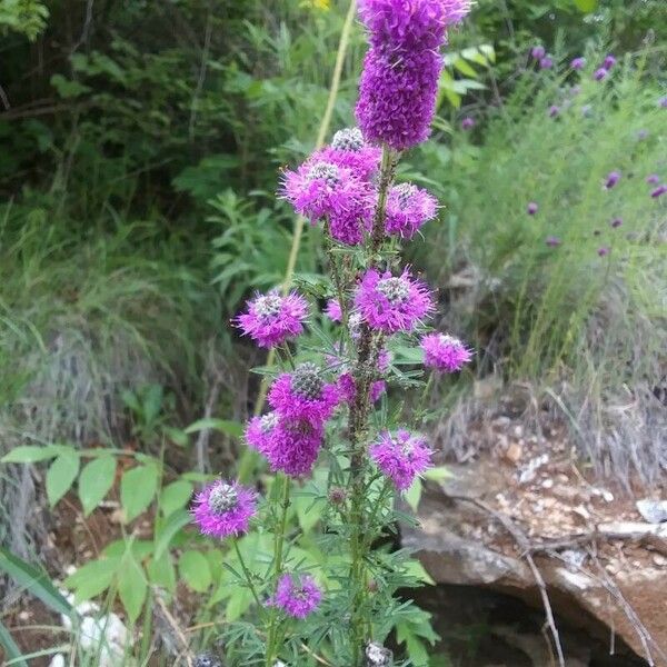 Dalea purpurea Virág