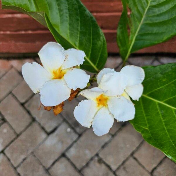 Beaumontia grandiflora Virág