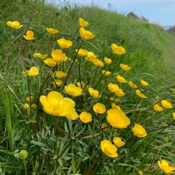 Ranunculus macrophyllus Flower