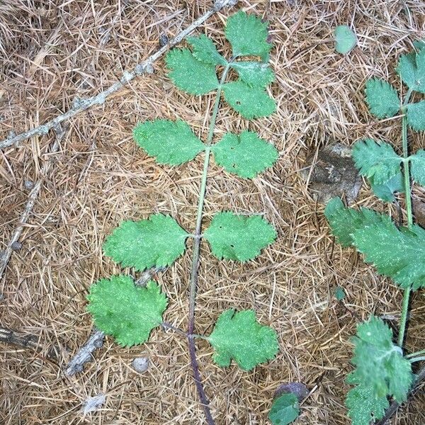 Pimpinella saxifraga Folha