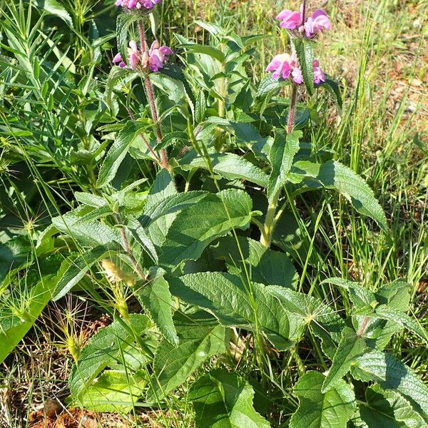 Phlomis herba-venti Alkat (teljes növény)