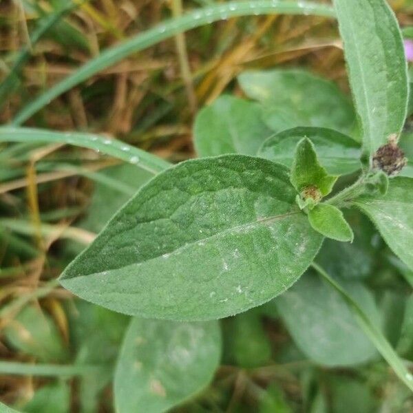 Centaurea nigrescens ᱥᱟᱠᱟᱢ