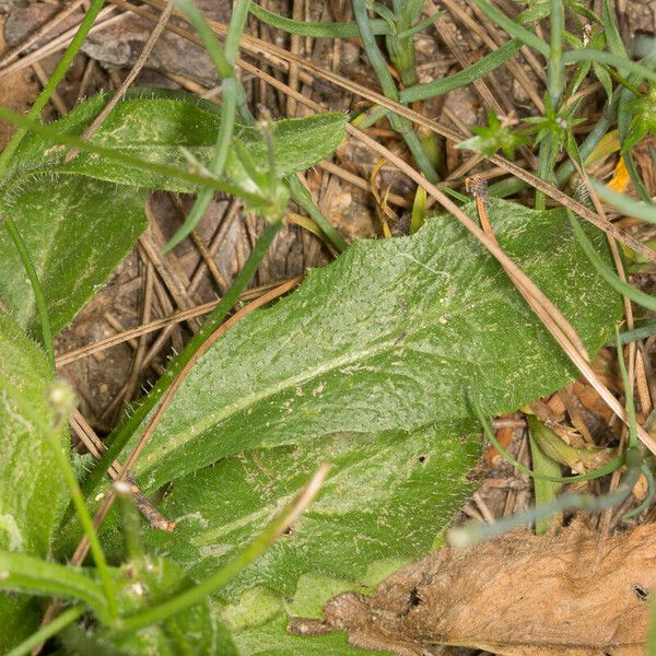 Hypochaeris achyrophorus Blatt