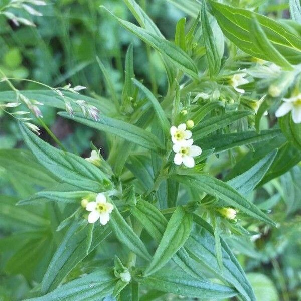 Lithospermum officinale Λουλούδι