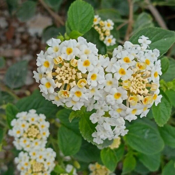 Lantana canescens 花