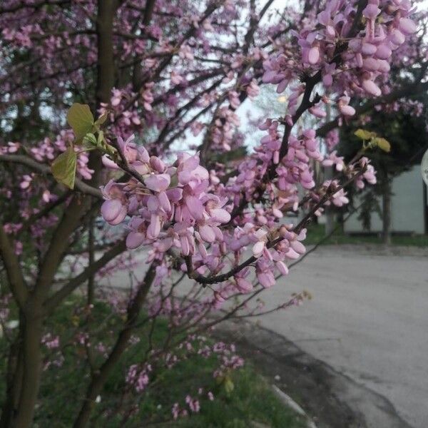 Cercis canadensis फूल