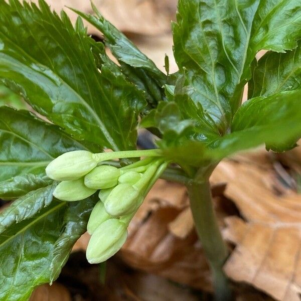 Cardamine enneaphyllos অন্যান্য