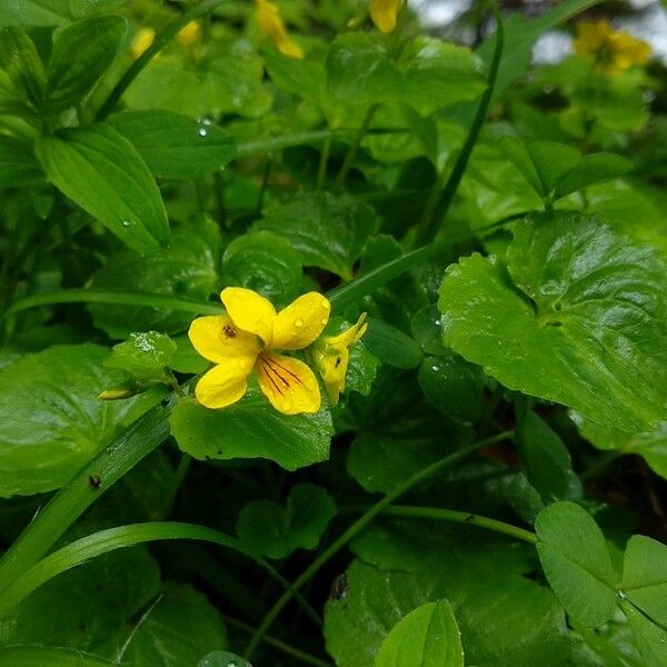 Viola biflora Fiore