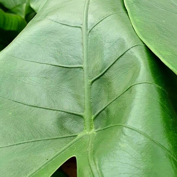 Colocasia esculenta Лист