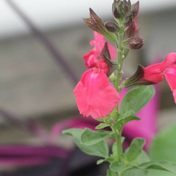 Salvia × jamensis Flors