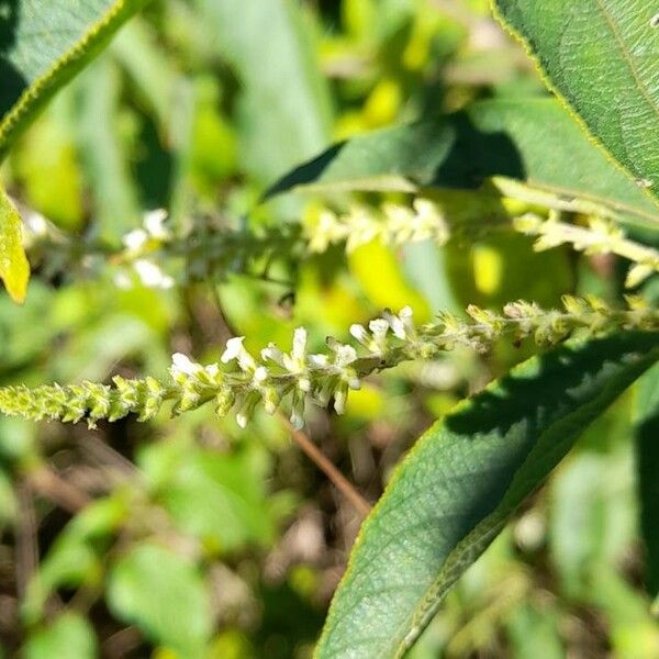 Aloysia virgata Kwiat