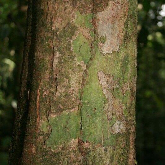 Posoqueria latifolia बार्क (छाल)