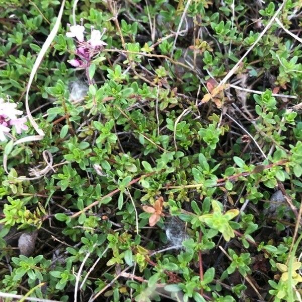Thymus serpyllum Leaf