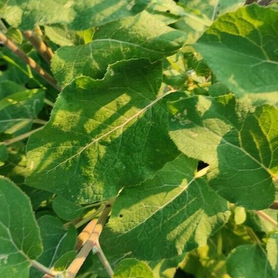 Arctium tomentosum Leaf