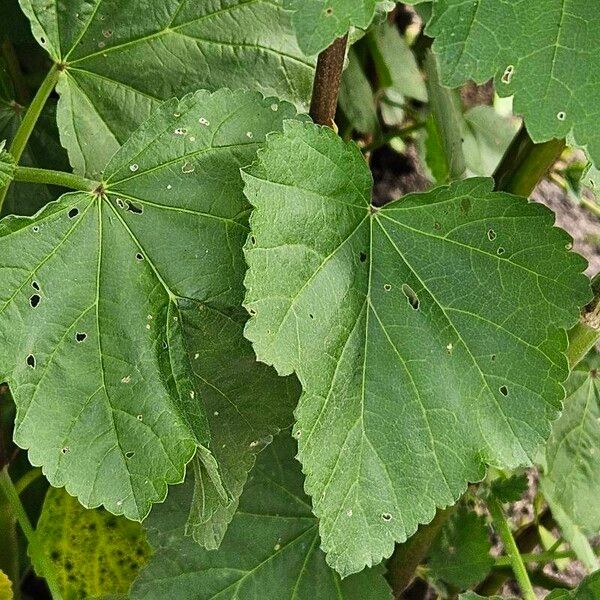 Althaea officinalis Folha