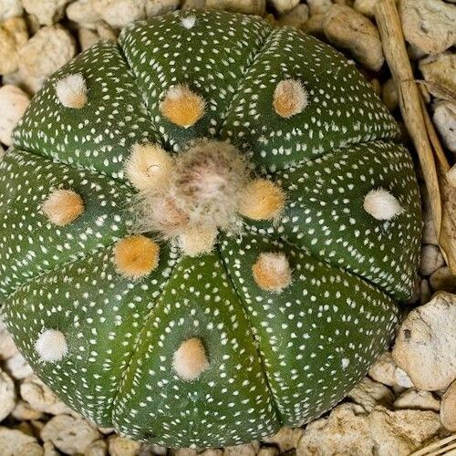 Astrophytum asterias Φύλλο