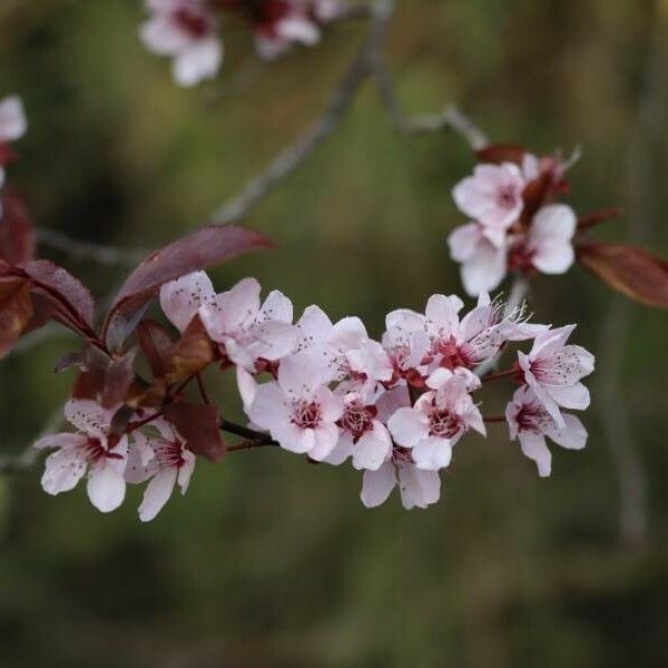 Prunus cerasifera Kvet