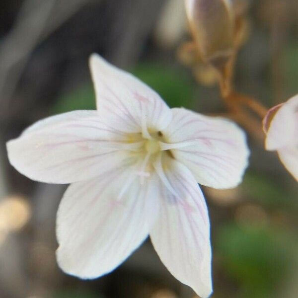 Claytonia virginica 花