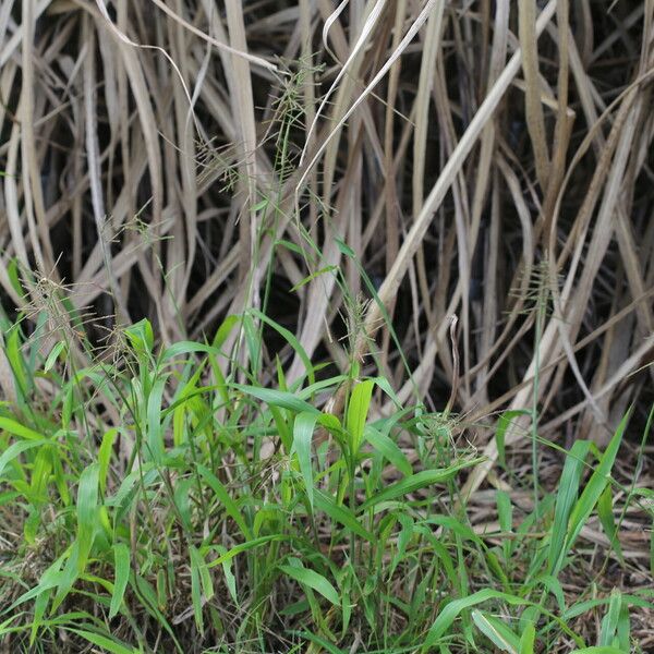 Paspalum paniculatum Habitus