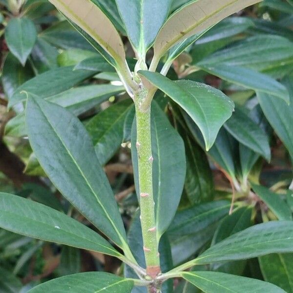 Rhododendron insigne Yaprak