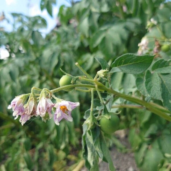 Solanum tuberosum Квітка